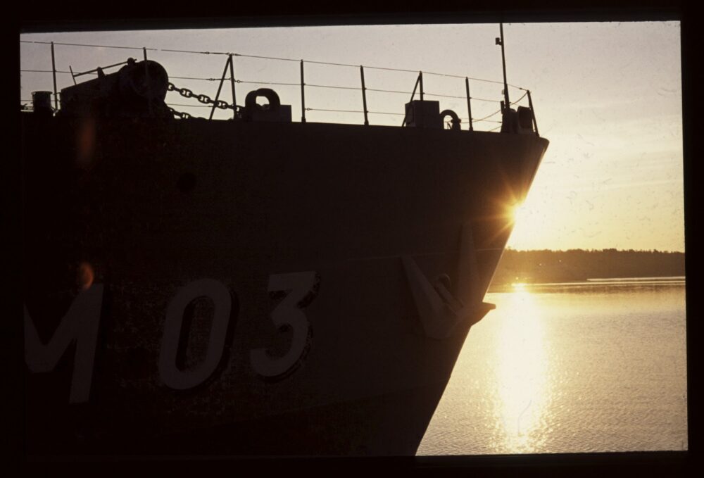 green pine tree with fireflies